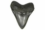 Serrated, Fossil Megalodon Tooth - South Carolina #186041-1